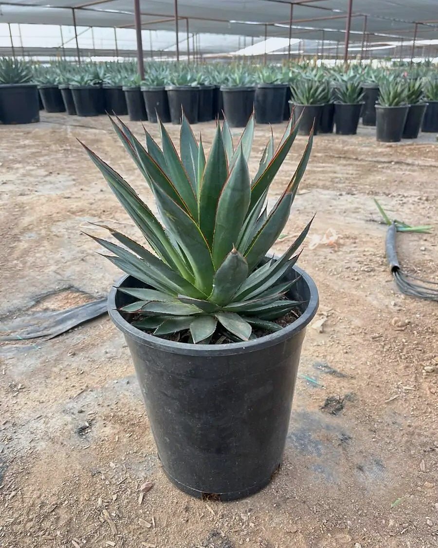 Blue Glow Agave