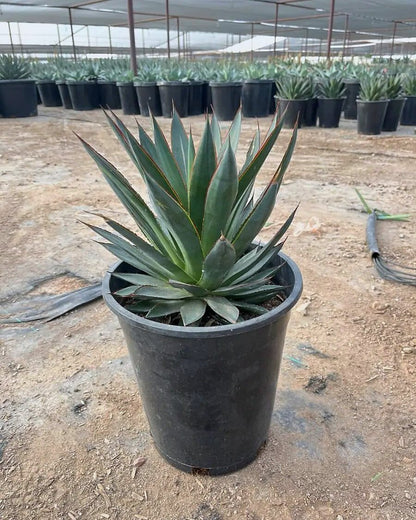 Blue Glow Agave