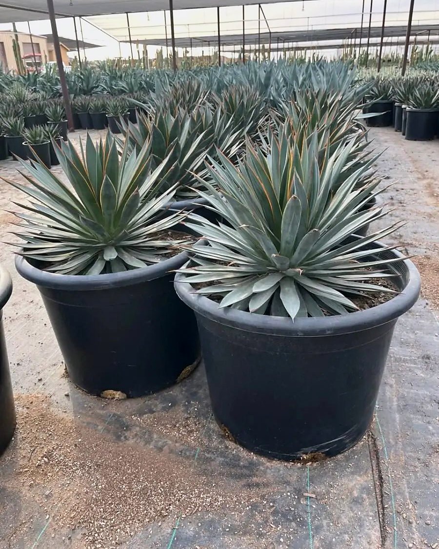 Blue Glow Agave