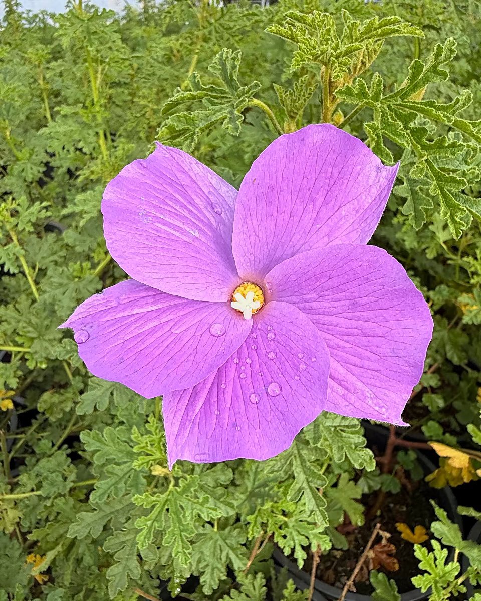 Blue Hibiscus