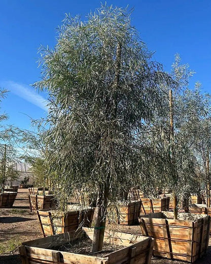 Willow Acacia