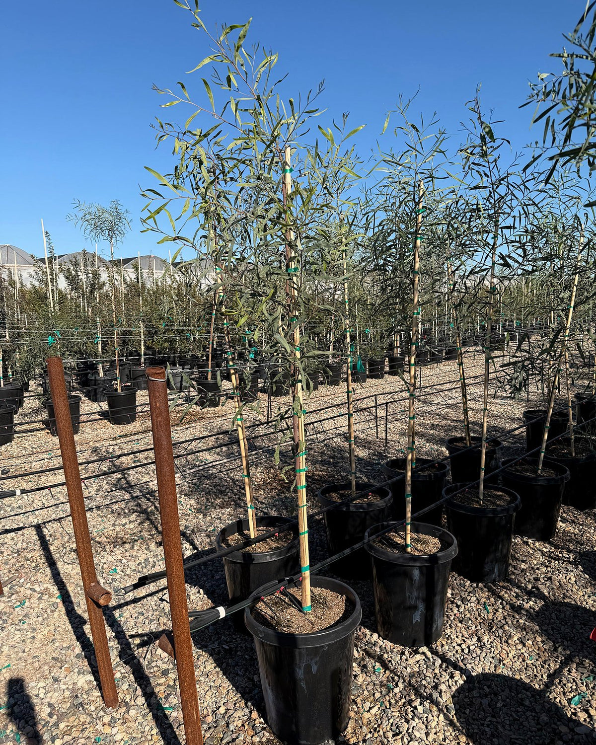 Willow Acacia
