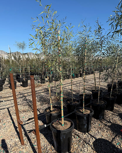 Willow Acacia