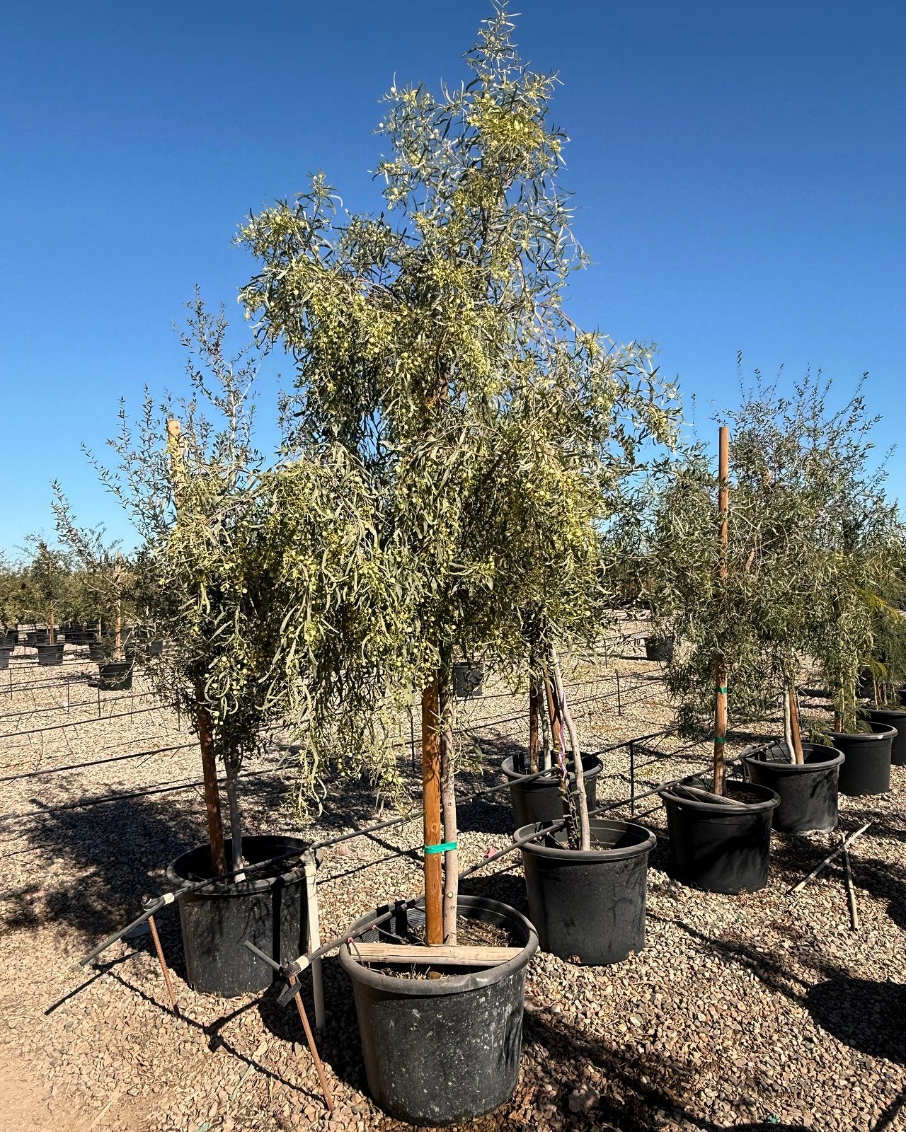 Willow Acacia