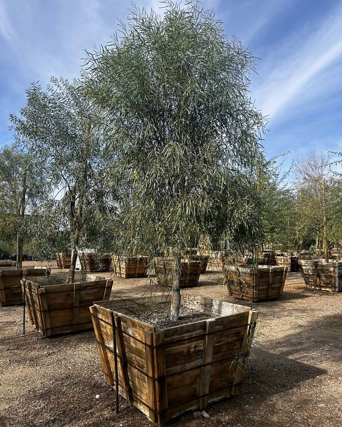 Willow Acacia