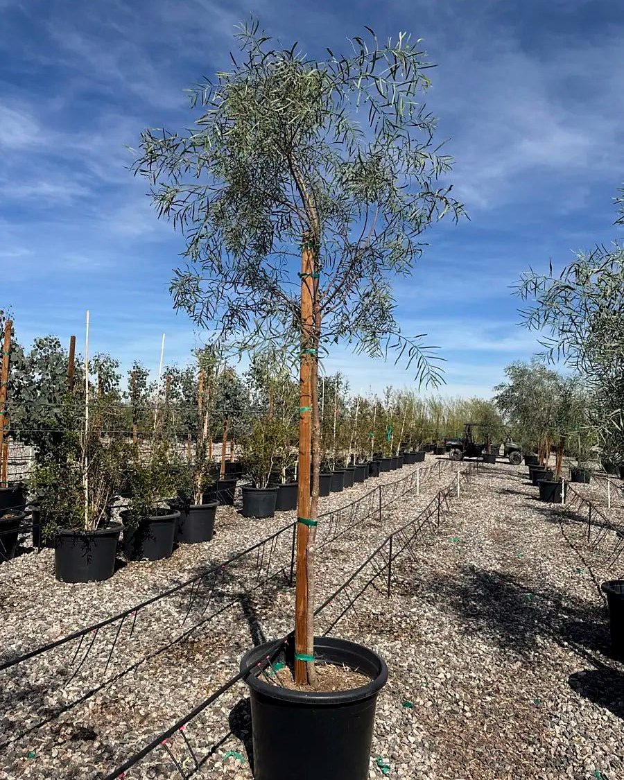 Willow Acacia