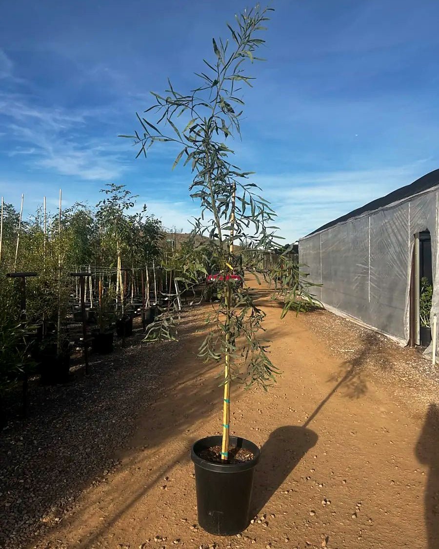 Willow Acacia