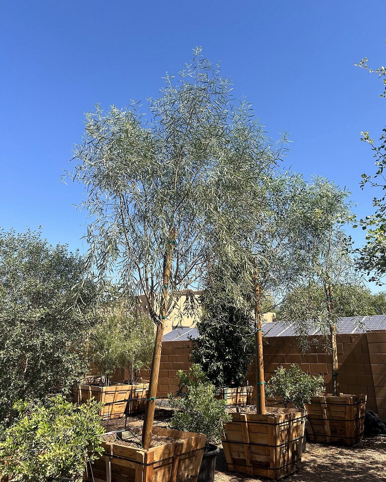Willow Acacia