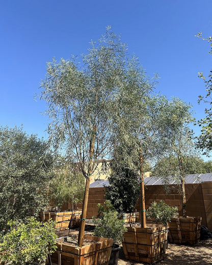 Willow Acacia