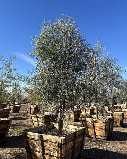 Willow Acacia