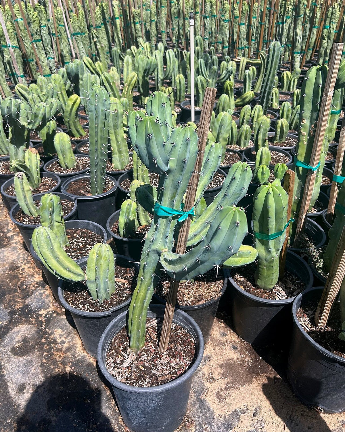 Blue Myrtle Cactus