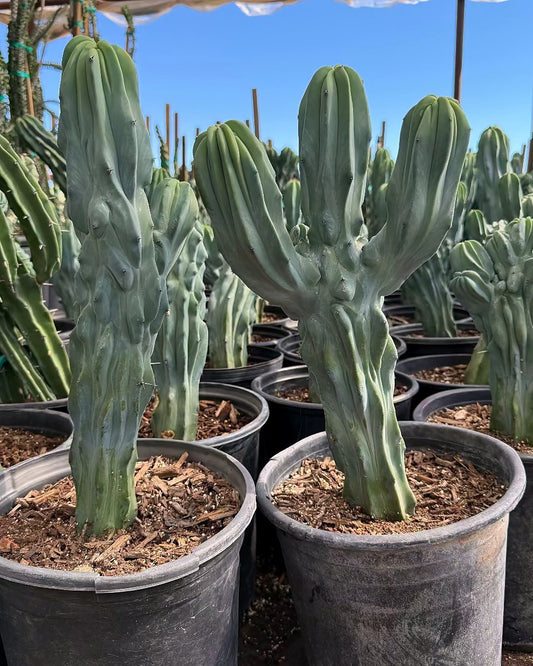 Fat Blue Myrtle Cactus