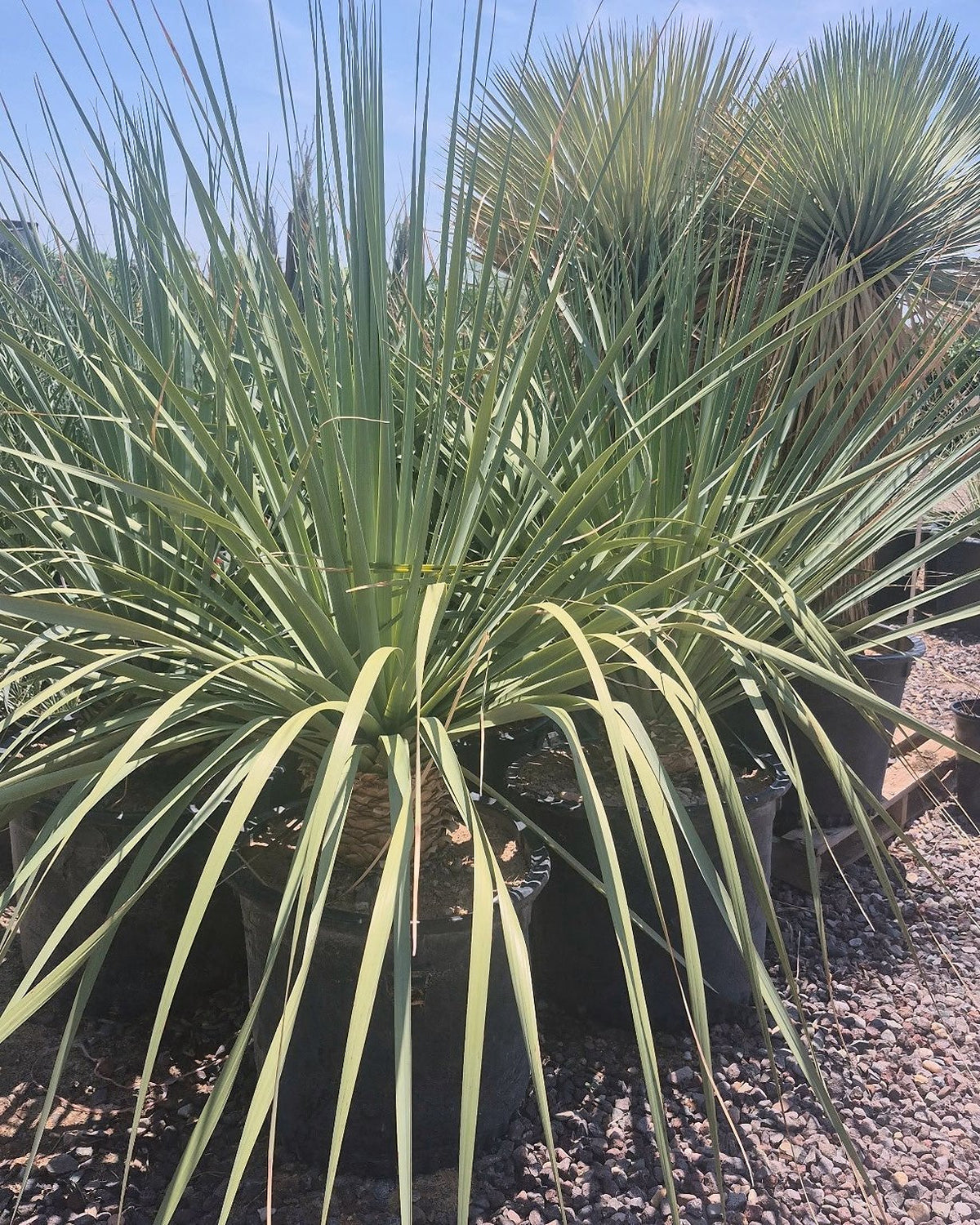 Blue Nolina