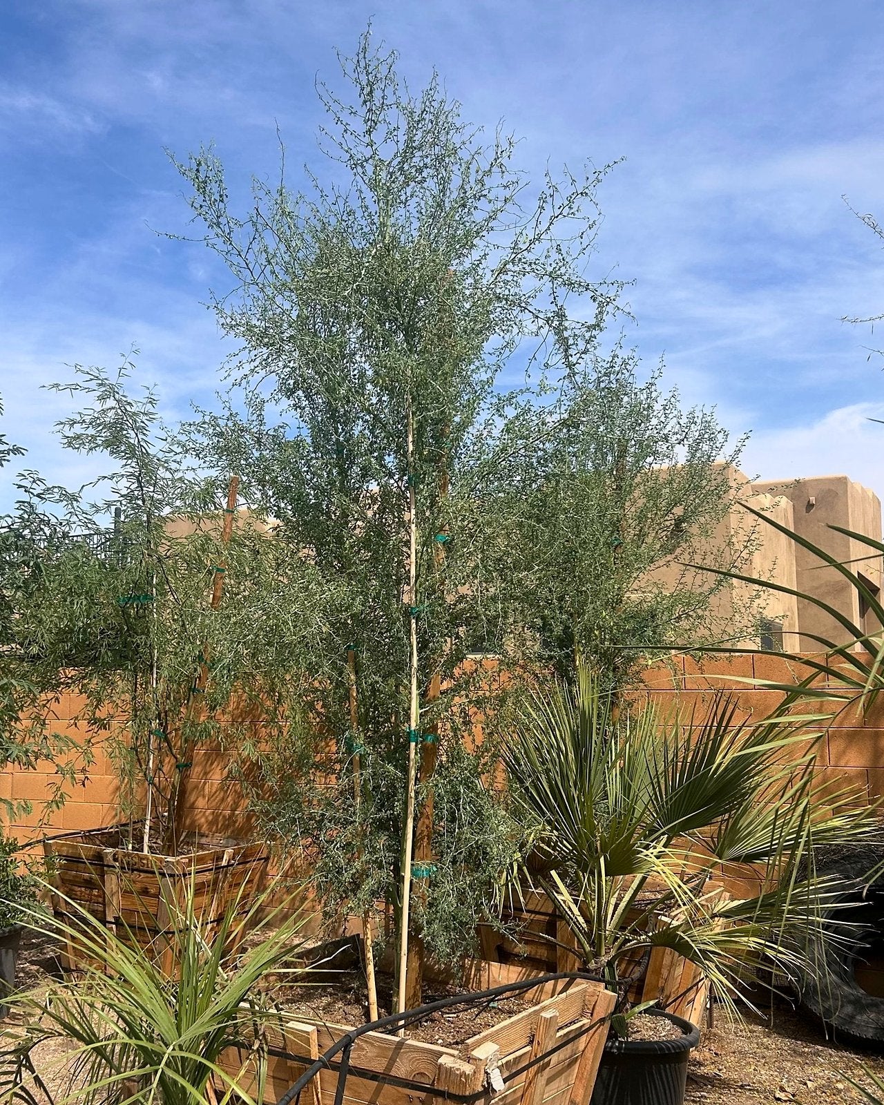 Blue Palo Verde