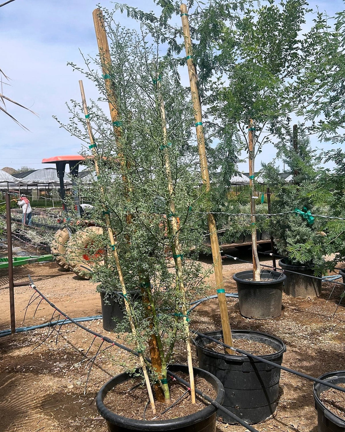 Blue Palo Verde