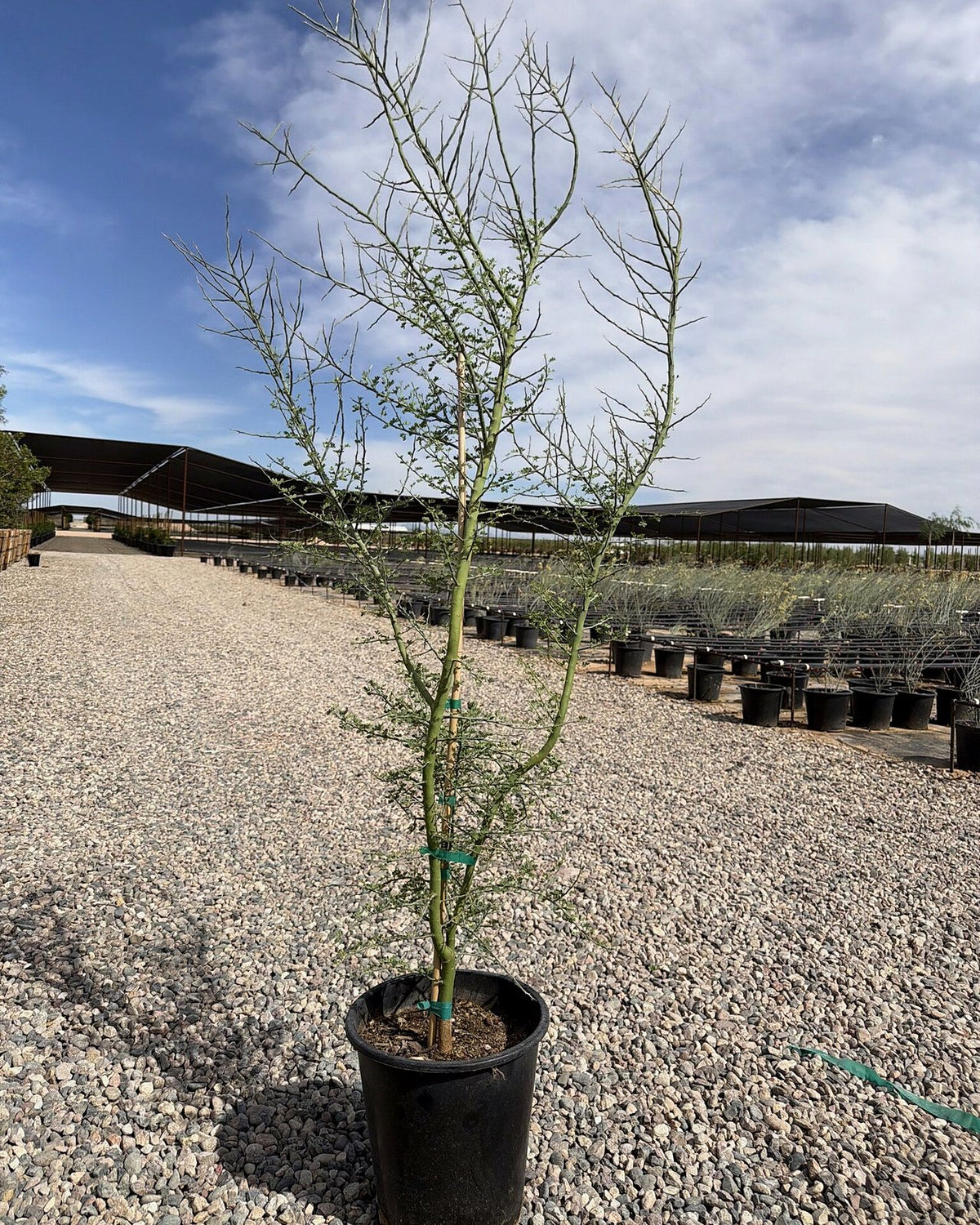 Blue Palo Verde