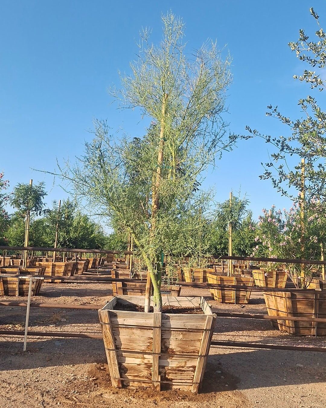 Blue Palo Verde