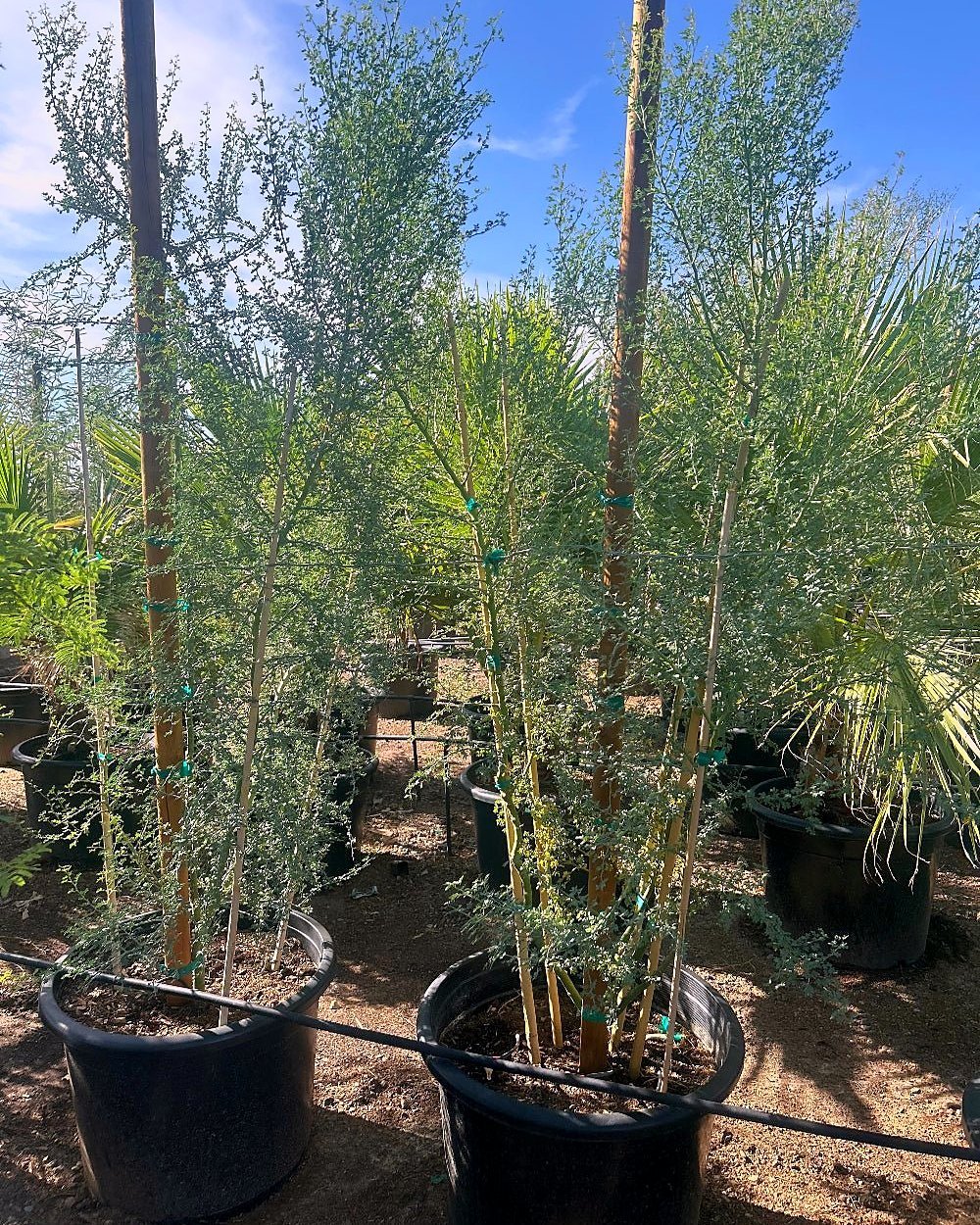 Blue Palo Verde