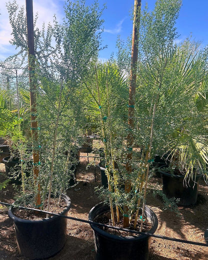Blue Palo Verde