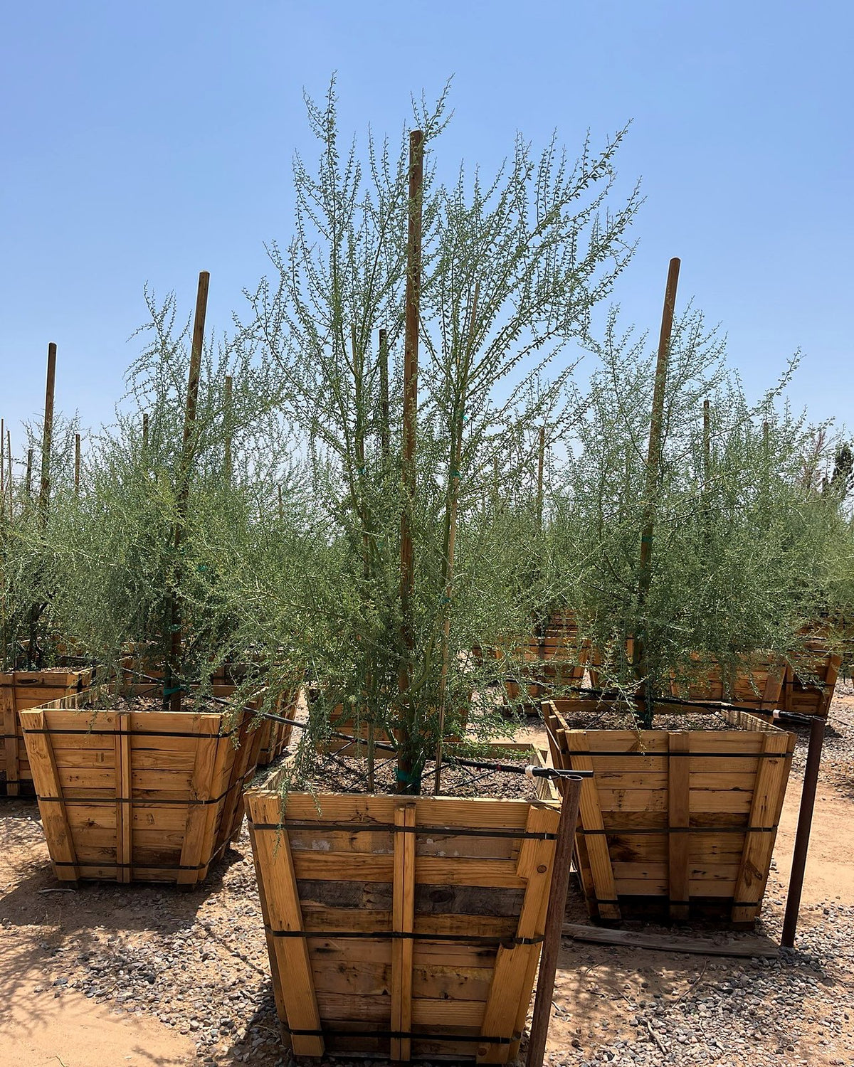 Blue Palo Verde