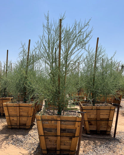 Blue Palo Verde