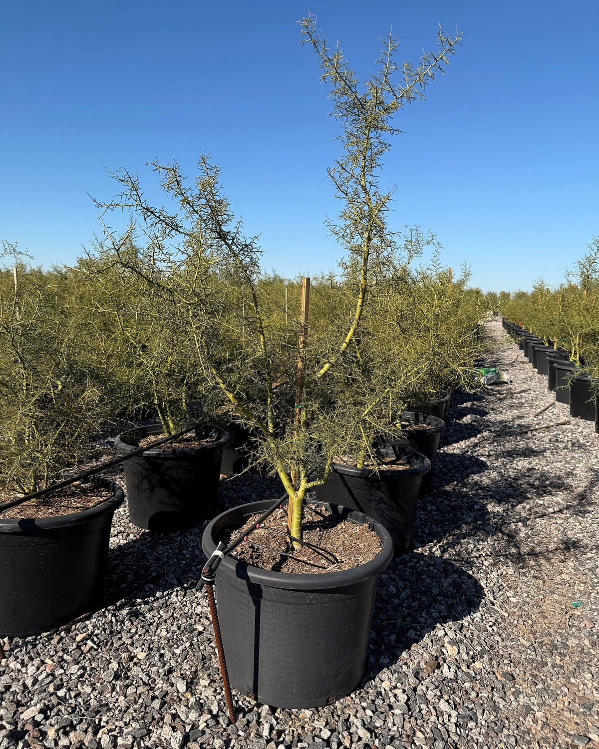 Blue Palo Verde