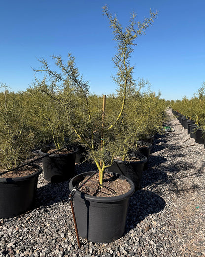 Blue Palo Verde