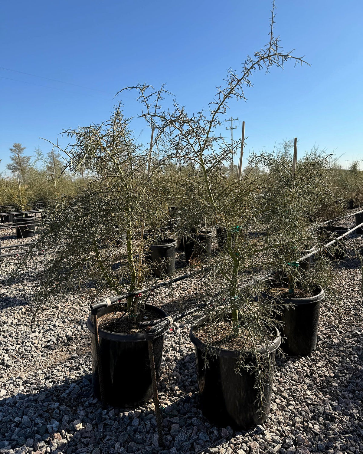 Blue Palo Verde