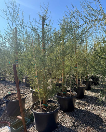 Blue Palo Verde