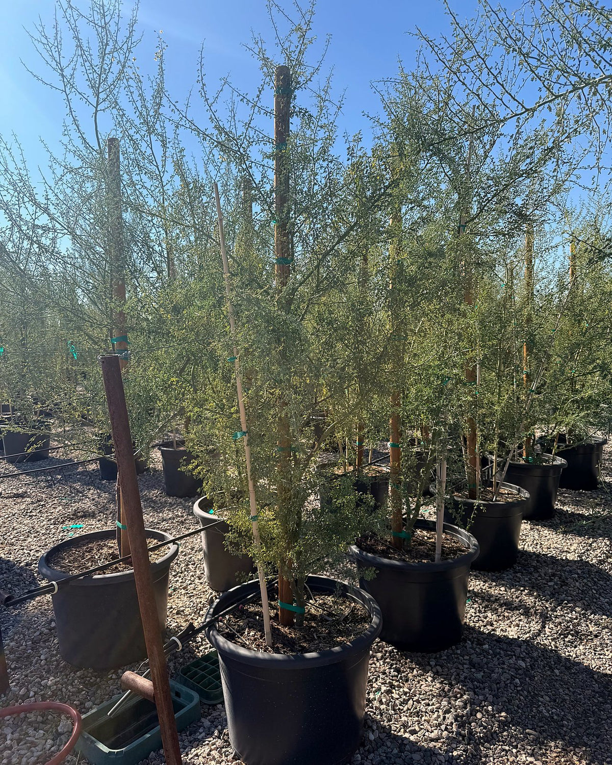 Blue Palo Verde