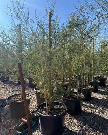 Blue Palo Verde
