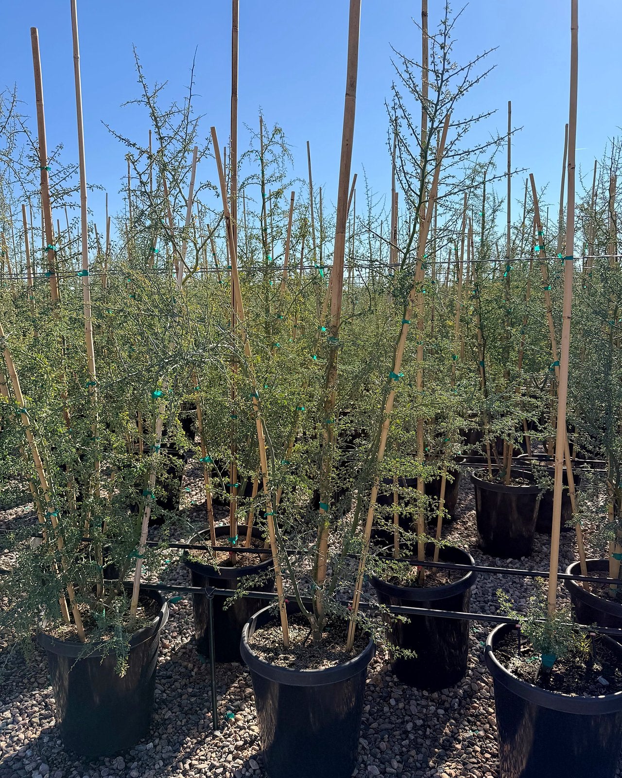Blue Palo Verde