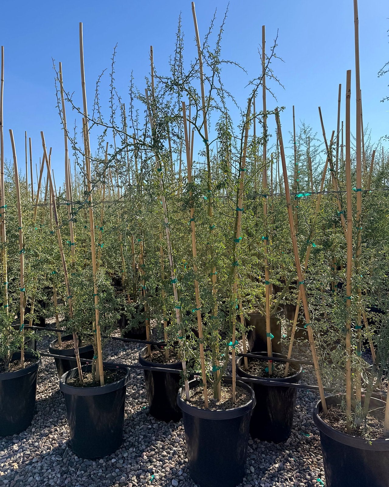 Blue Palo Verde