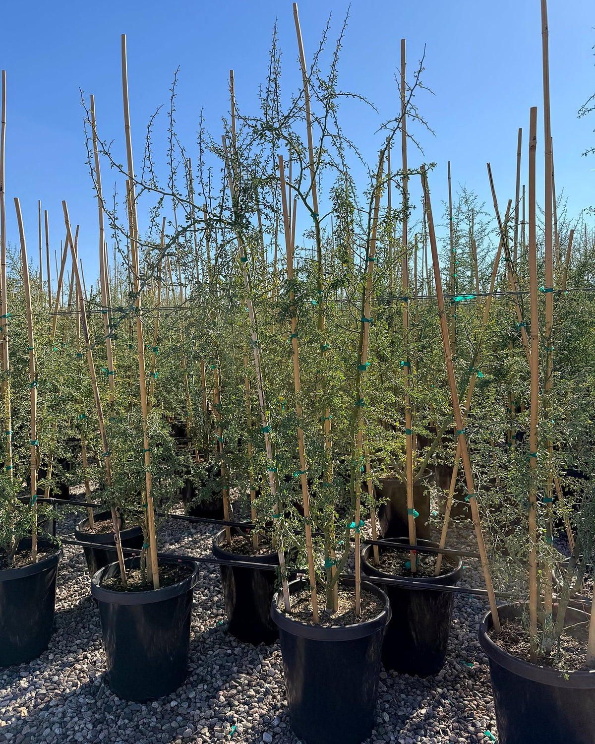 Blue Palo Verde