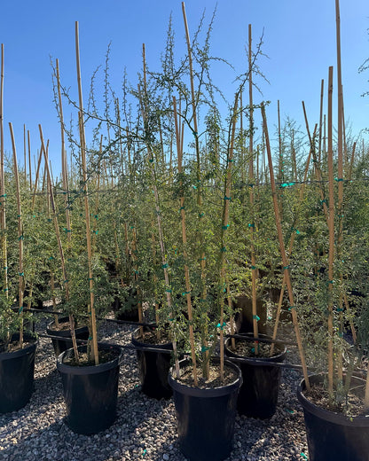 Blue Palo Verde