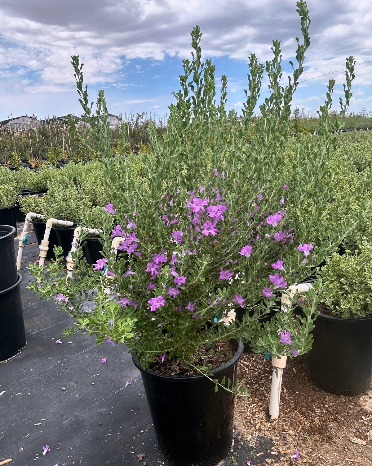 Heavenly Cloud Sage