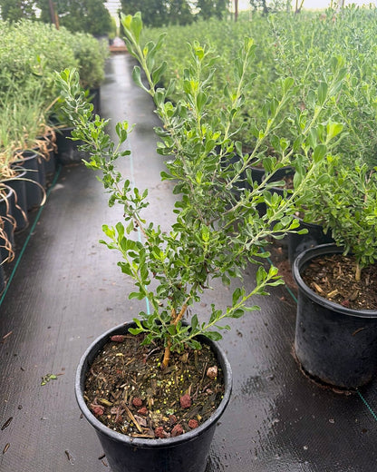 Heavenly Cloud Sage
