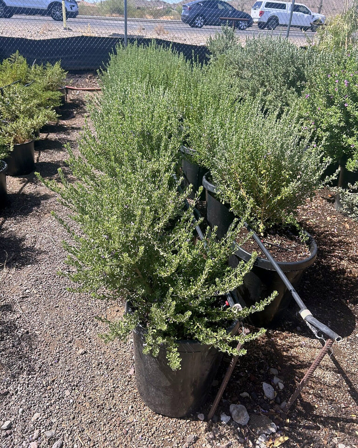 Heavenly Cloud Sage