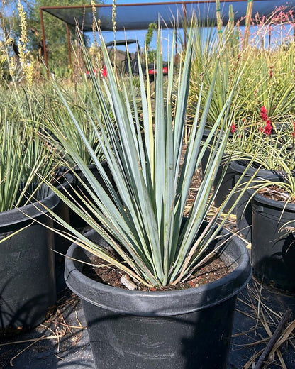 Blue Yucca
