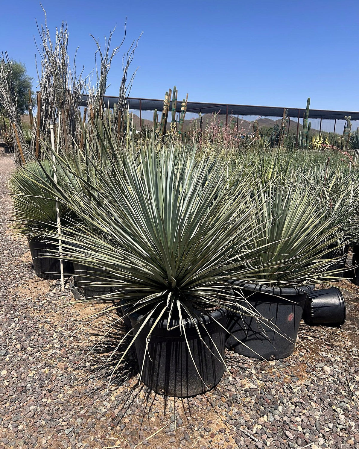 Blue Yucca
