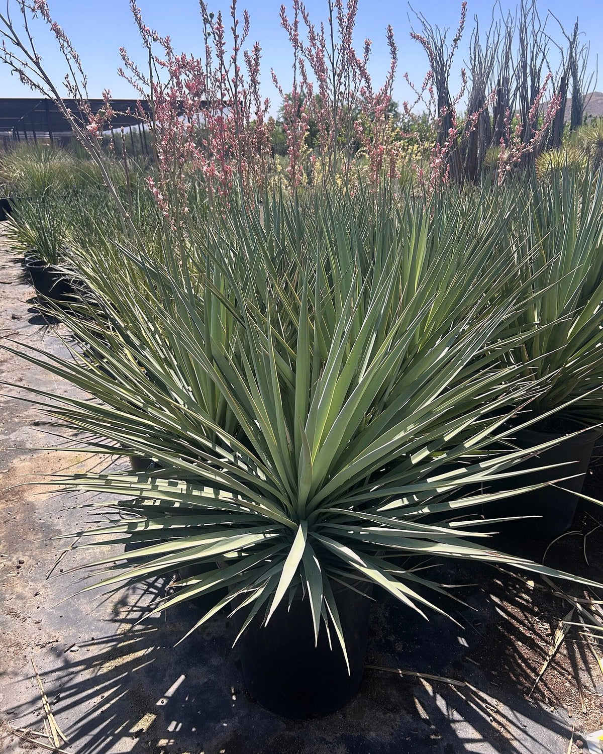 Blue Yucca