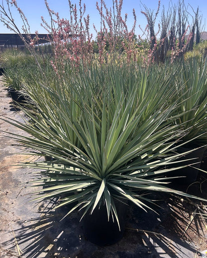 Blue Yucca