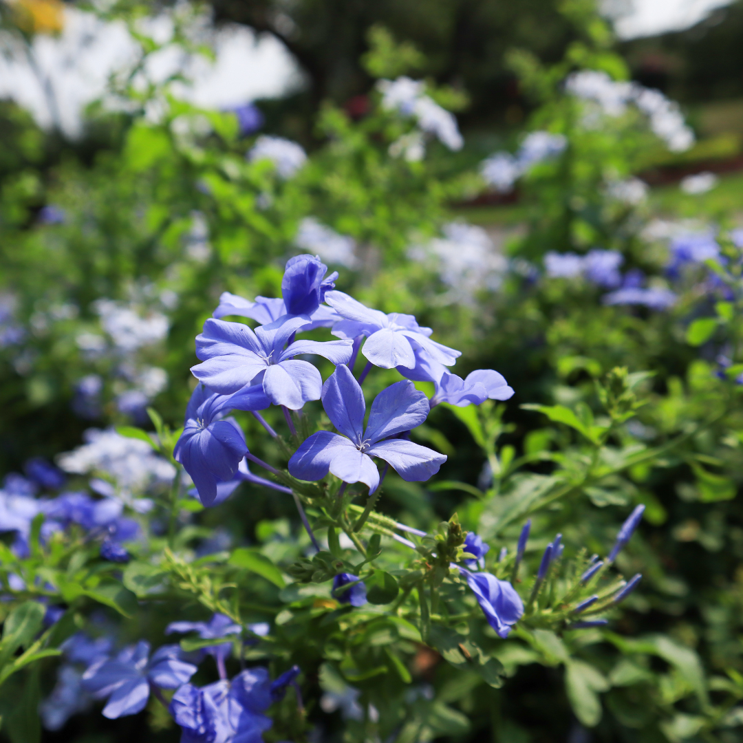 Blue Cape Plumbago