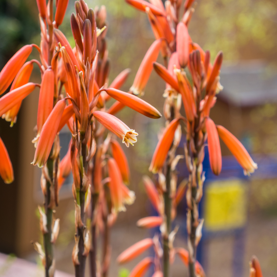 Blue Elf Aloe