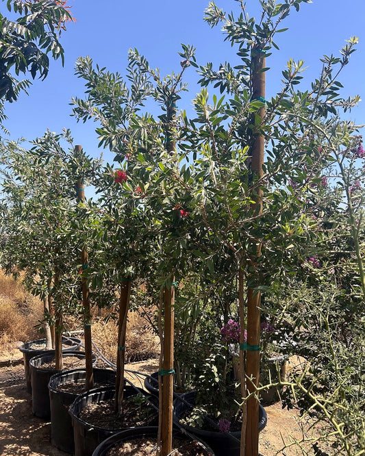 Bottle Brush Tree