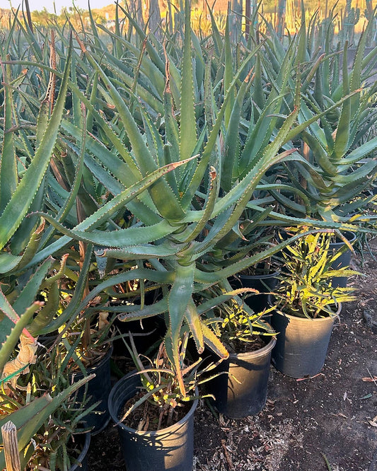 Bottlebrush Aloe