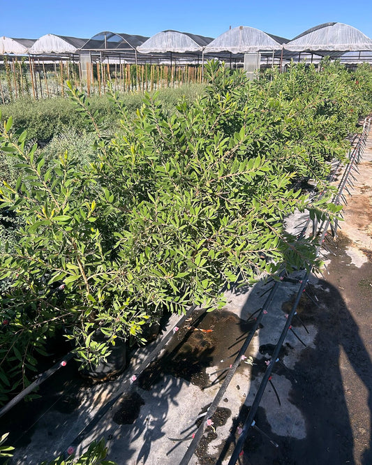 Bottlebrush Bush