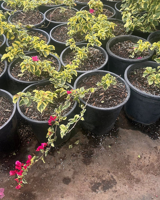 Bougainvillea 'Raspberry Ice'