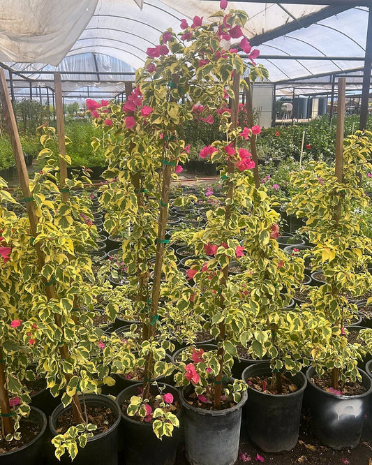 Bougainvillea 'Raspberry Ice' - Staked