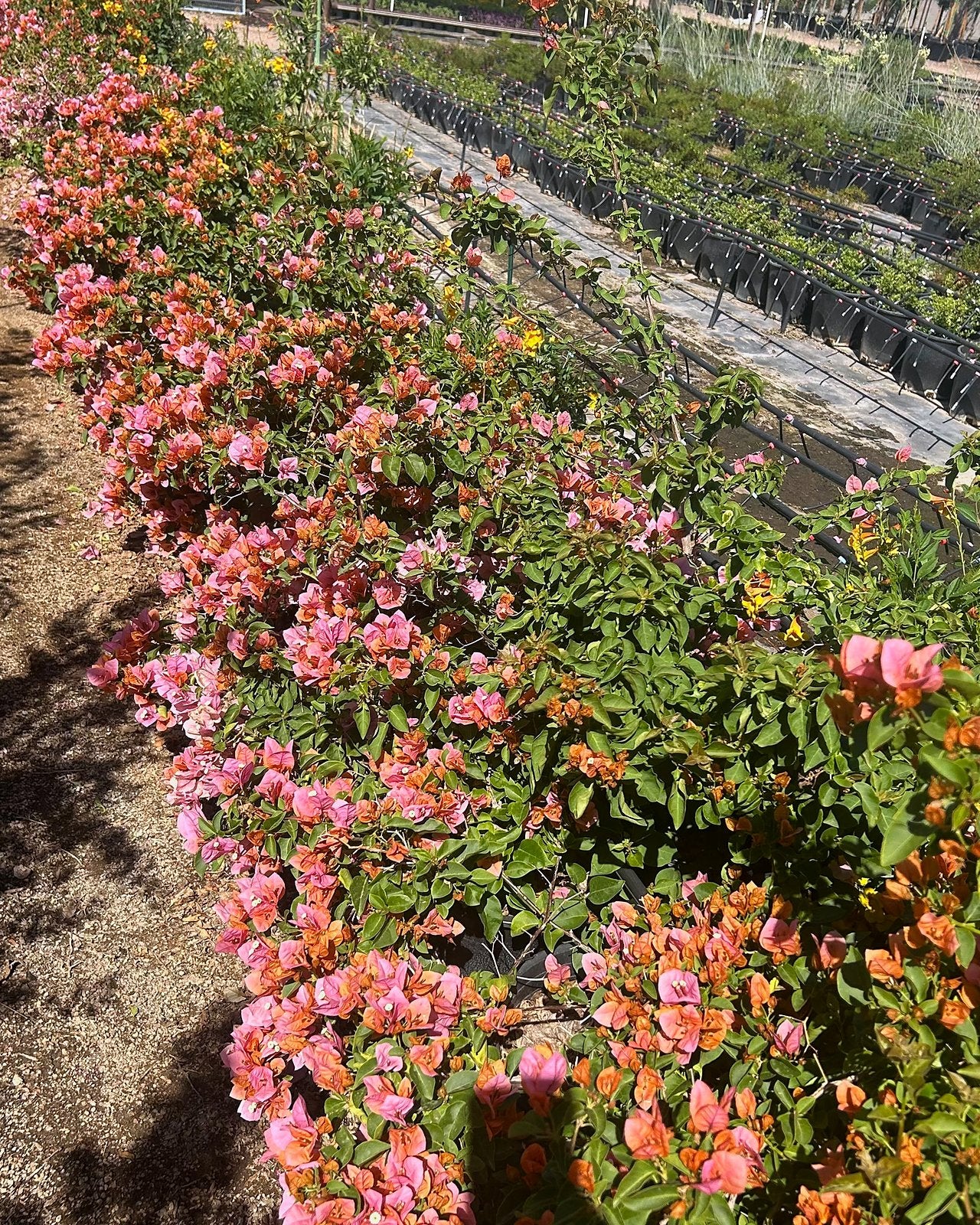 Bougainvillea 'Rosenka'